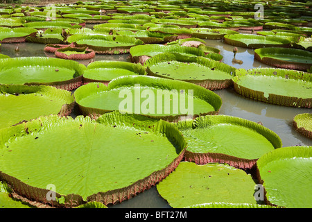 Riese Amazon Wasser Lilien, Sir Seewoosagur Ramgoolam Botanical Gardens, Mauritius Stockfoto