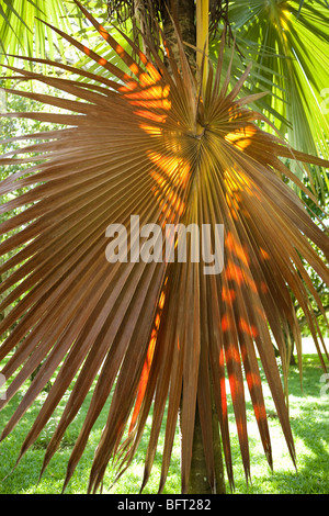 Palm-Leaf, Sir Seewoosagur Ramgoolam Botanical Gardens, Mauritius Stockfoto