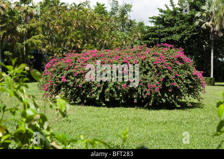 Azalee Bush, Sir Seewoosagur Ramgoolam Botanical Gardens, Mauritius Stockfoto