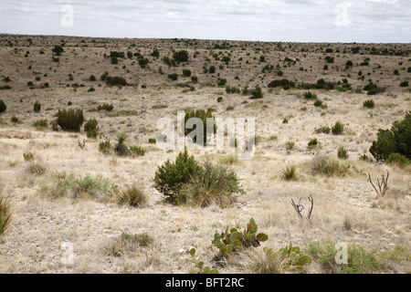 Wüste, Del Rio, Val Verde County, Texas, USA Stockfoto