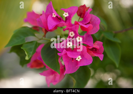 Nahaufnahme von tropischen Blumen Stockfoto