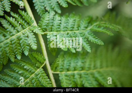 Farn Blatt, Brooklyn Botanical Gardens, New York City, New York, USA Stockfoto