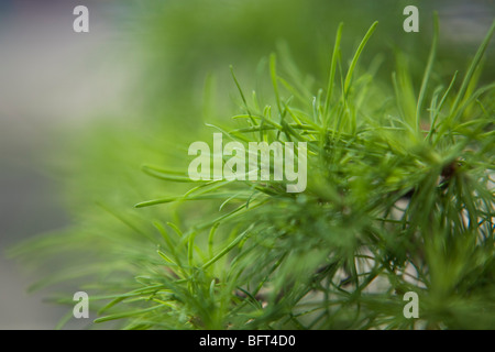 Bonsai Blätter, Brooklyn Botanical Gardens, New York City, New York, USA Stockfoto