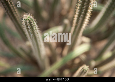 Kaktus, Brooklyn Botanical Gardens, New York City, New York, USA Stockfoto