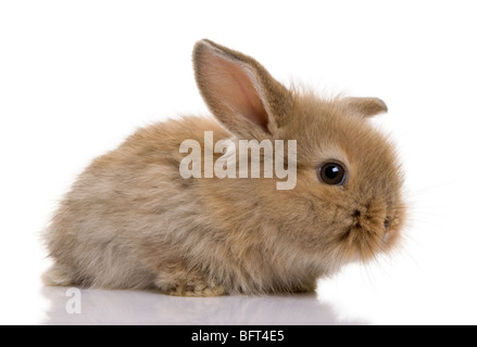 Brauner Baby Kaninchen vor einem weißen Hintergrund, Studio gedreht Stockfoto