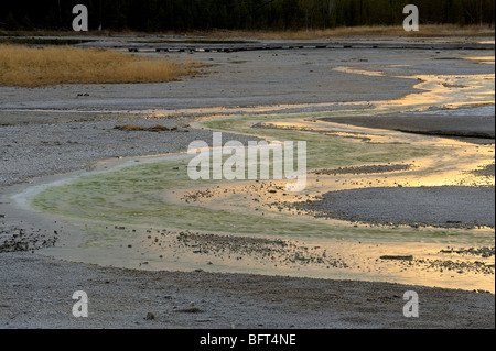 Algen Kolonien in Tantalus Creek in der Nähe von Whirligig Geysir, Yellowstone-Nationalpark, Wyoming, USA Stockfoto