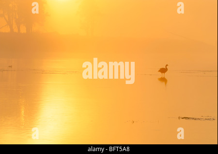 Nebel am Yellowstone River, mit loafing Kanadagans bei Sonnenaufgang, Yellowstone-Nationalpark, Wyoming, USA Stockfoto