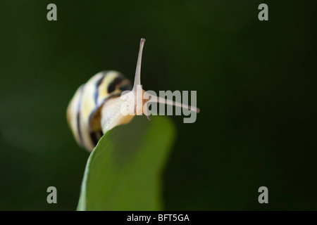 Brown-lippige Schnecke Stockfoto