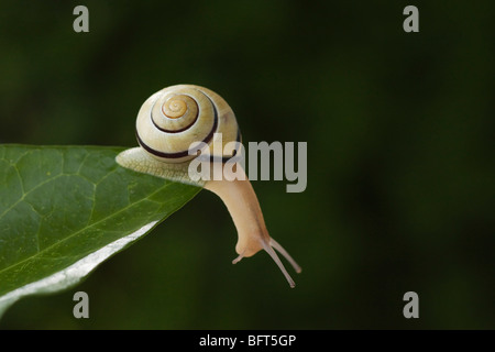 Brown-lippige Schnecke Stockfoto