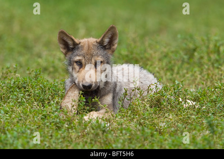 Wolfswelpe Stockfoto