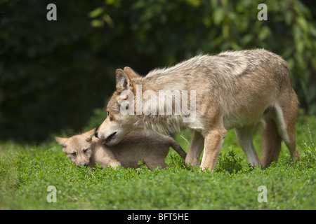 Wolf mit Welpen Stockfoto