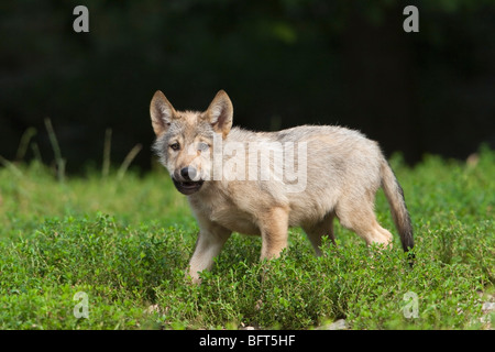 Wolfswelpe Stockfoto