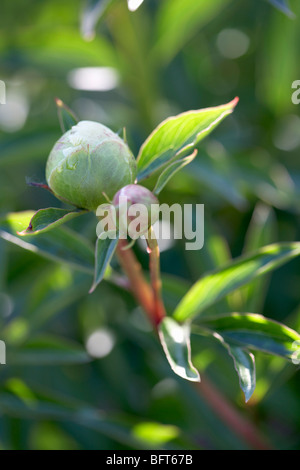 Pfingstrose Knospen, Royal Botanical Gardens, Hamilton, Ontario, Kanada Stockfoto