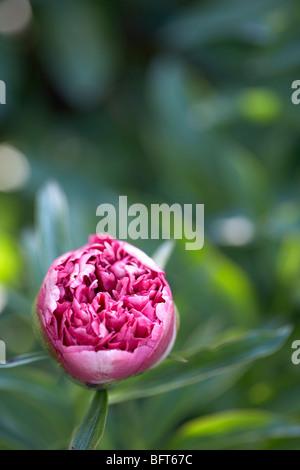 Pfingstrose Knospe, Royal Botanical Gardens, Hamilton, Ontario, Kanada Stockfoto