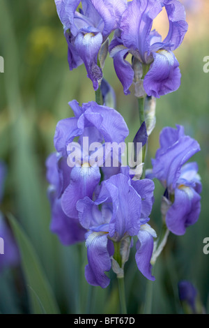 Blaue und violette Iris, Royal Botanical Gardens, Hamilton, Ontario, Kanada Stockfoto