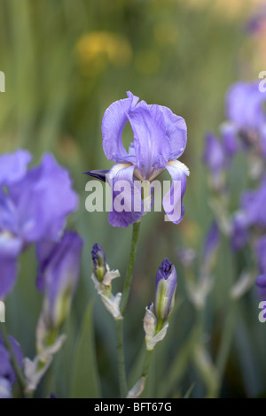 Lila Schwertlilien, Royal Botanical Gardens, Hamilton, Ontario, Kanada Stockfoto