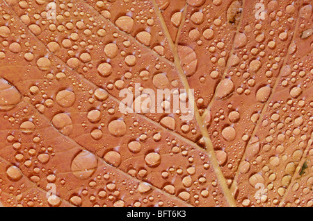 Wassertropfen auf Blatt Stockfoto