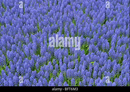 Grape Hyacinth, Keukenhof Gärten, Lisse, Niederlande Stockfoto