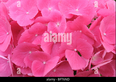 Hortensie, Keukenhof Gärten, Lisse, Niederlande Stockfoto