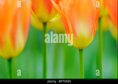 Tulpen, Keukenhof Gärten, Lisse, Niederlande Stockfoto