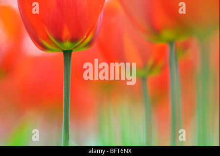 Tulpen, Keukenhof Gärten, Lisse, Niederlande Stockfoto