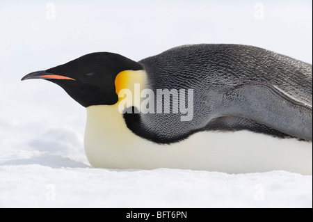 Kaiser-Pinguin, Snow Hill Island, Weddellmeer, Antarktis Stockfoto