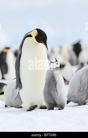 Kaiserpinguine, Snow Hill Island, Weddellmeer, Antarktis Stockfoto