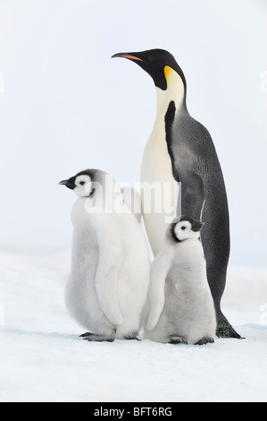 Kaiserpinguine, Snow Hill Island, Weddellmeer, Antarktis Stockfoto