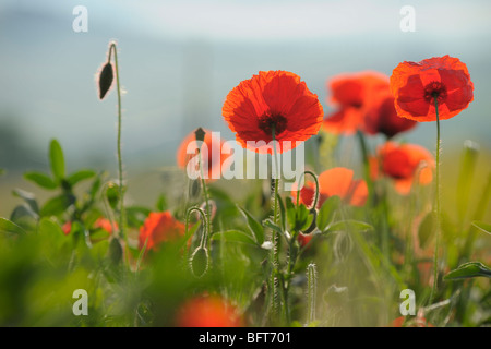 Mohn, Castiglione d ' Orcia, Provinz Siena, Val d ' Orcia, Toskana, Italien Stockfoto