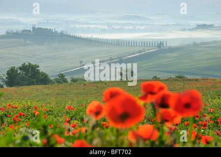 Mohn, Castiglione d ' Orcia, Provinz Siena, Val d ' Orcia, Toskana, Italien Stockfoto