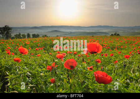 Mohn, Castiglione d ' Orcia, Provinz Siena, Val d ' Orcia, Toskana, Italien Stockfoto