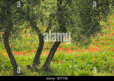 Olive Tree, Castiglione d ' Orcia, Provinz Siena, Val d ' Orcia, Toskana, Italien Stockfoto