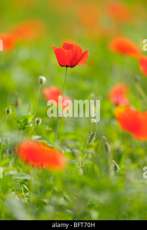 Mohn, Castiglione d ' Orcia, Provinz Siena, Val d ' Orcia, Toskana, Italien Stockfoto