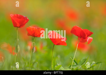 Mohn, Castiglione d ' Orcia, Provinz Siena, Val d ' Orcia, Toskana, Italien Stockfoto