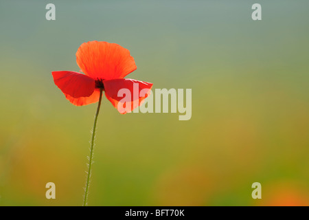 Mohn, Castiglione d ' Orcia, Provinz Siena, Val d ' Orcia, Toskana, Italien Stockfoto