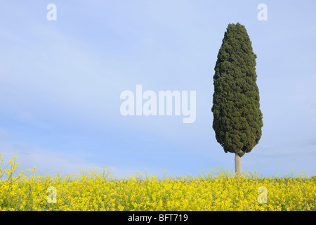 Ville di Corsano, Monteroni d ' Arbia, Provinz Siena, Toskana, Italien Stockfoto