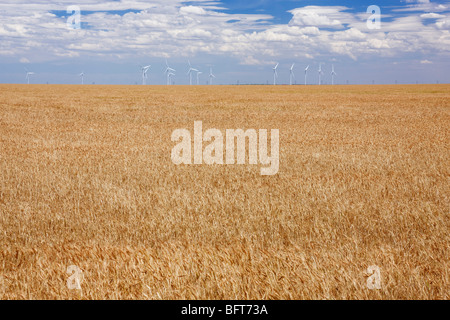 Windpark und Weizenfeld, in der Nähe von Amarillo, Texas, USA Stockfoto