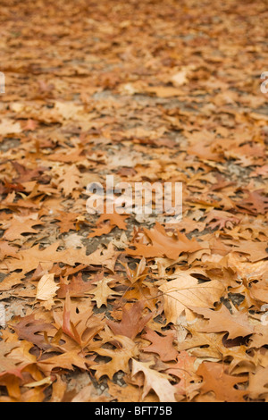 Nahaufnahme von Herbst Laub auf dem Boden Stockfoto
