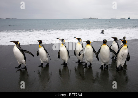 Königspinguine auf Strand, South Georgia Island, Antarktis Stockfoto