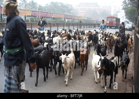 Herden von Ziegen, Kolkata, Westbengalen, Indien Stockfoto