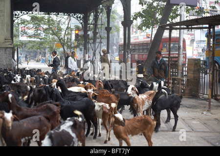 Herden von Ziegen, Kolkata, Westbengalen, Indien Stockfoto