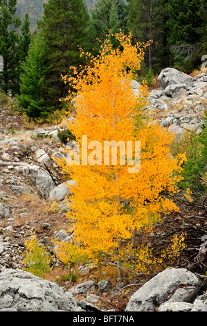 Kalksteinfelsen mit Herbst Espen, Yellowstone-Nationalpark, Wyoming, USA Stockfoto