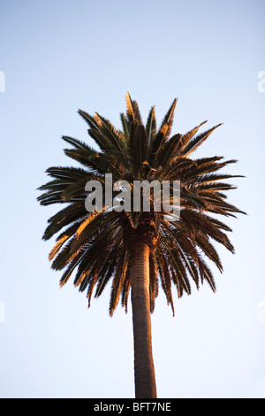 Nachschlagen im Palm Tree bei Sonnenuntergang Stockfoto