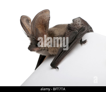 Graue langohrige Fledermaus, Langohrfledermäuse Astriacus vor weißem Hintergrund, Studio gedreht Stockfoto