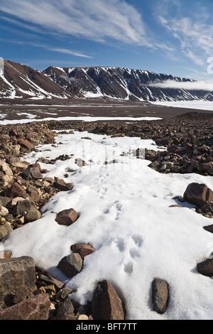 Polarfuchs-Spuren im Schnee, Craig Harbour, Ellesmere Insel, Nunavut, Kanada Stockfoto