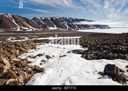 Polarfuchs-Spuren im Schnee, Craig Harbour, Ellesmere Insel, Nunavut, Kanada Stockfoto