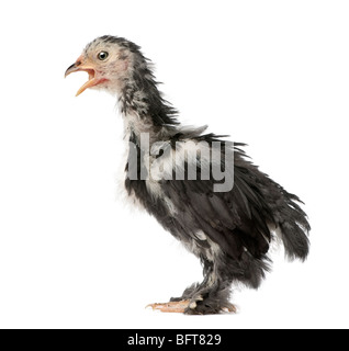 Die Pekin ist eine Rasse der Zwerg Hühner, 30 Tage alt, vor einem weißen Hintergrund, Studio gedreht Stockfoto