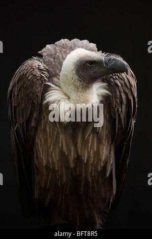 Nahaufnahme des afrikanischen Weißrückenspecht Geier Stockfoto