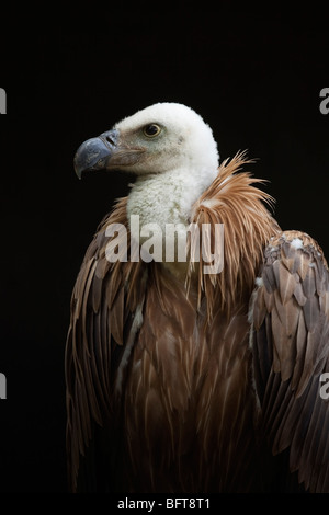 Porträt des jungen Gänsegeier Stockfoto