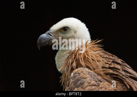 Porträt des jungen Gänsegeier Stockfoto